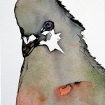 Star Pigeon
