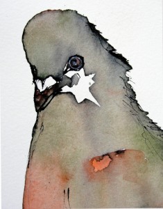 Star Pigeon